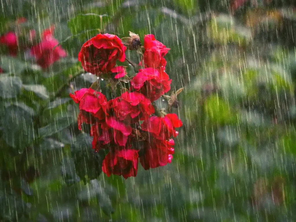 beautiful rose flower in rain photo for WhatsApp