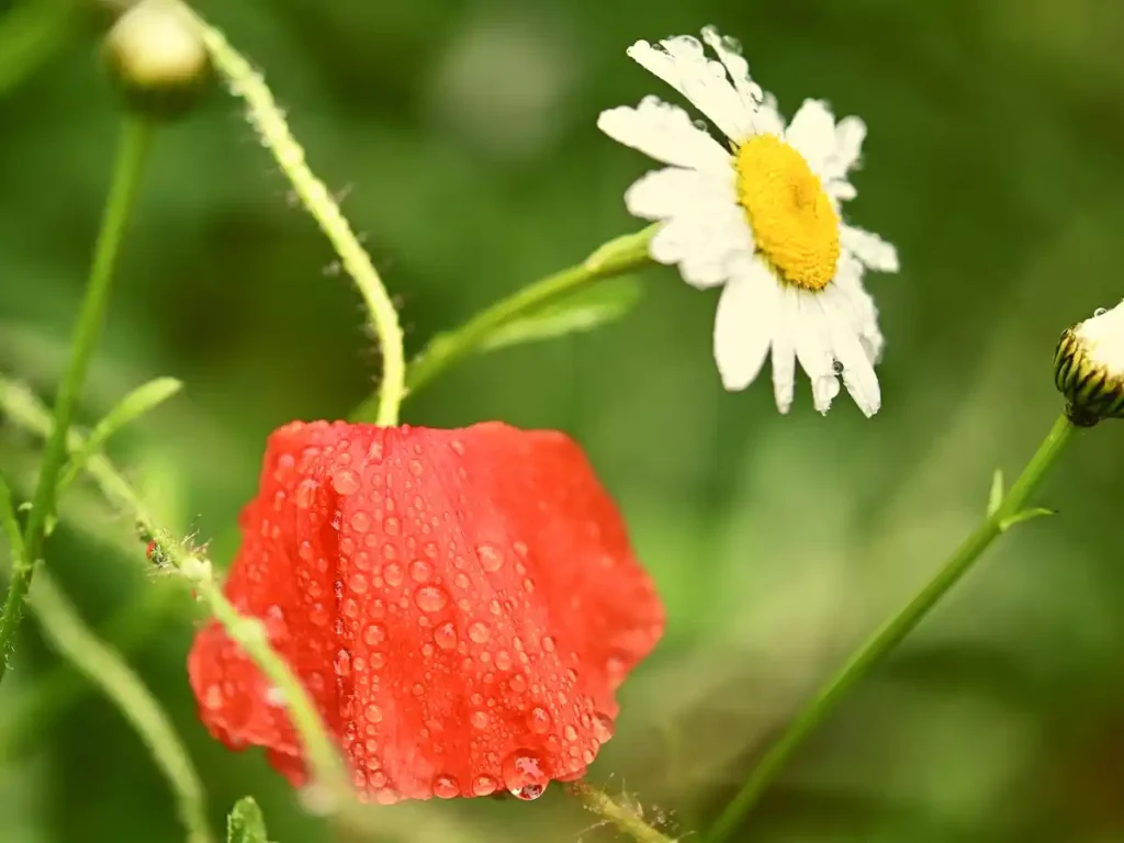 beautiful flower dp in rain