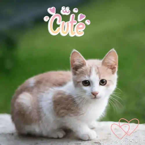 cute cat pic