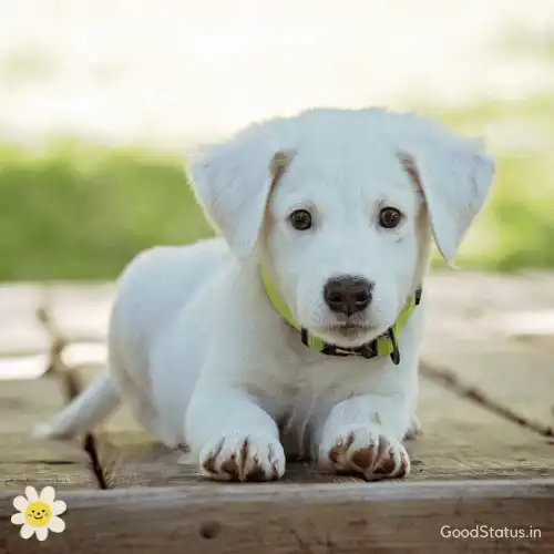 cute dog puppy