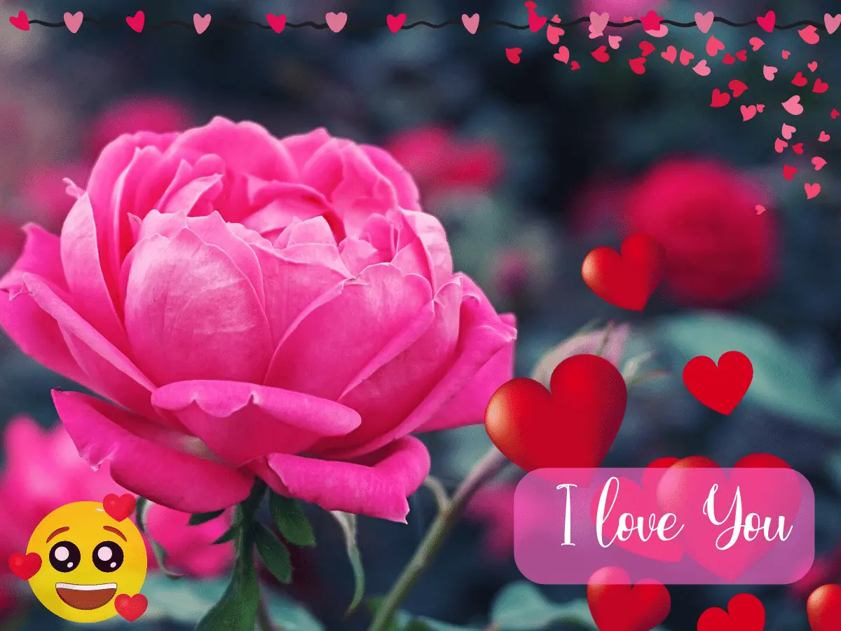 Love WhatsApp DP: Get the Perfect DP for Your Special Someone!